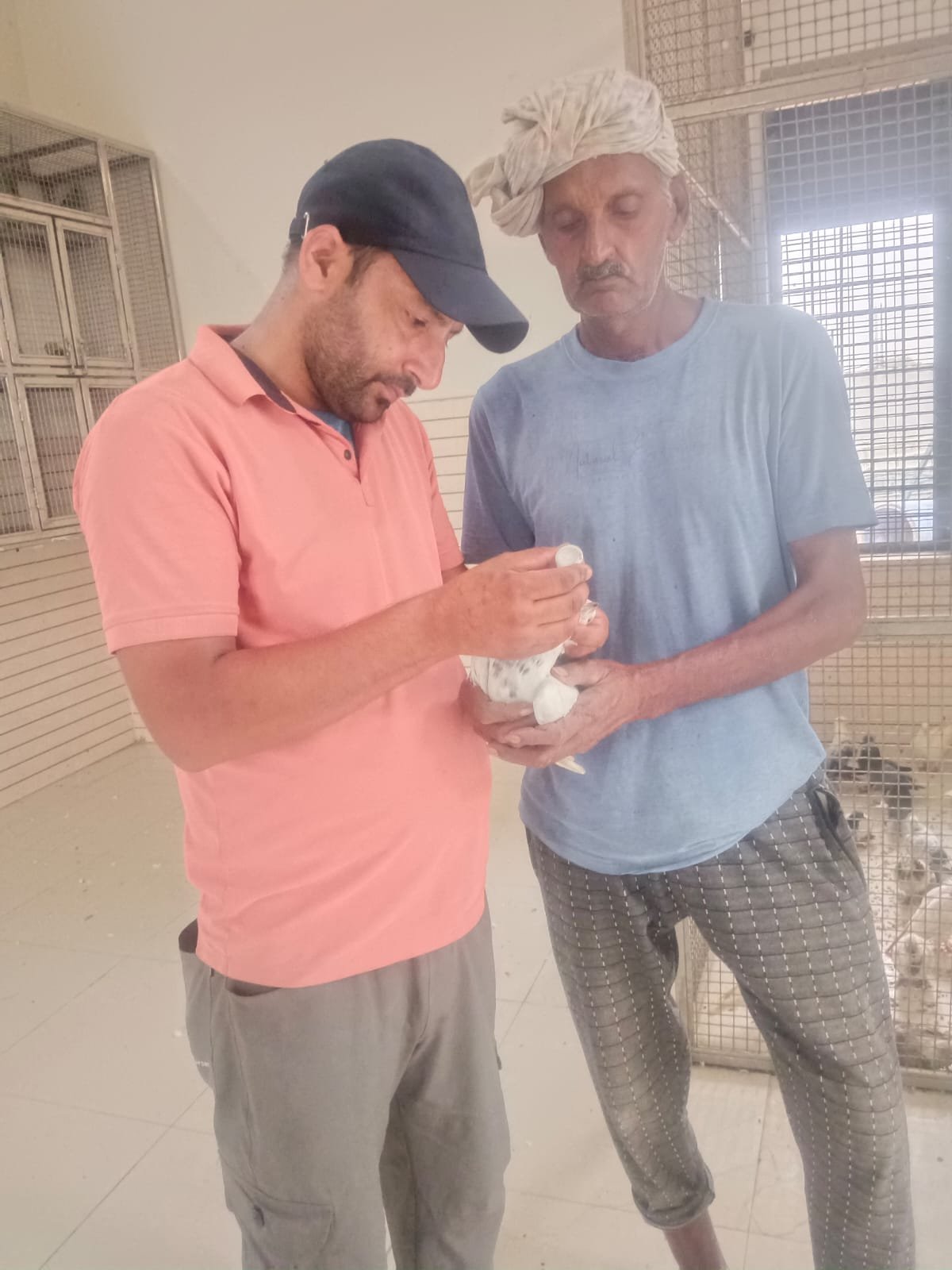 Bird rescue at Jeev Daya Sansthan Pakshi Ghar