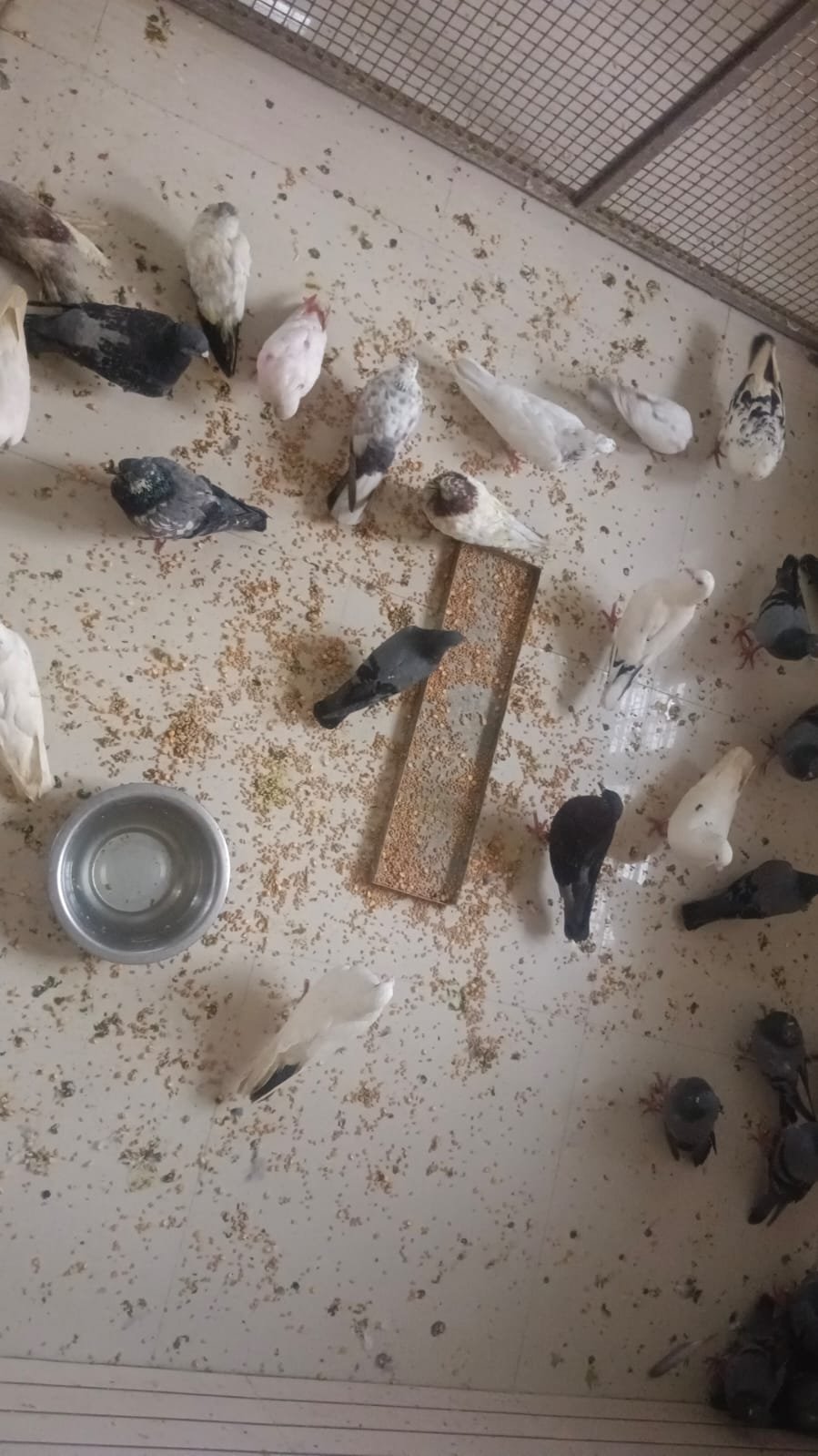 Birds at Pakshi Ghar 45-Storey Tower Baghpat