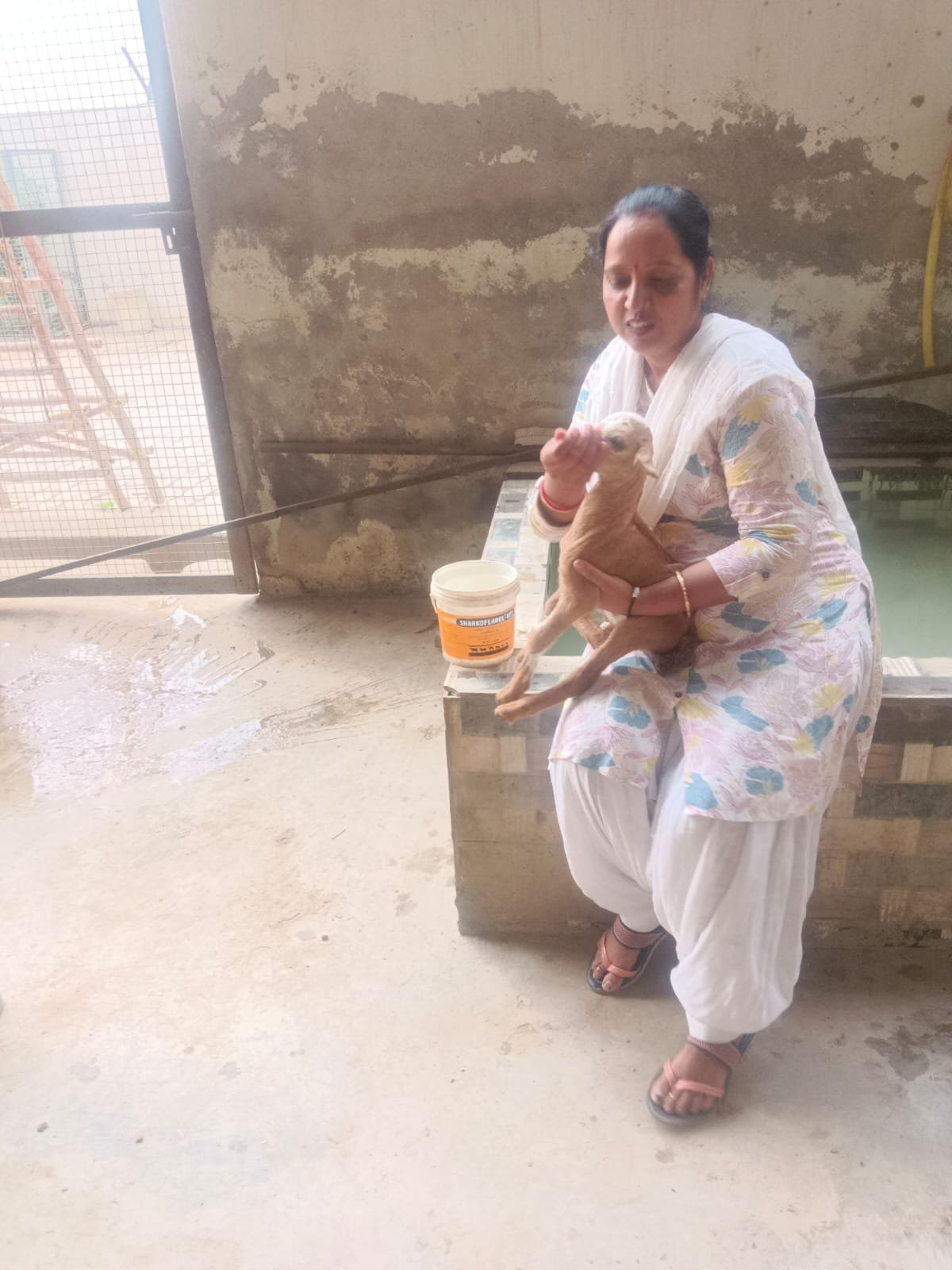 Goat care at Jeev Daya Sansthan Bakrashala