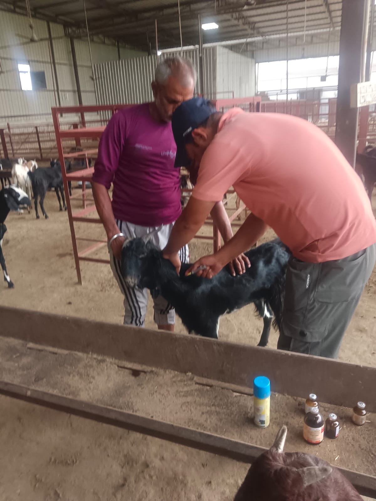 Veterinary care for goats at Bakrashala Baghpat